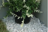 Gravier Marbre Blanc de Carrare 18/22 Plante