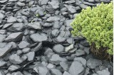 Paillette Ardoise Noire en massif