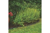 Bordure de Jardin Flexible Rouleau Recylat