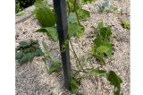 Tuteur potager H.100 ou 120 cm