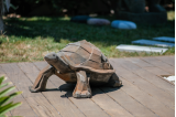 Sculpture déco en tortue façonnée de façon géométrique