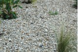 Gravier Roulé Marne 5/15 et plantes