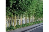 Plantations bambous contenues avec la barrière anti racine Plantcotex