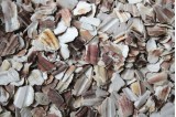 Paillage naturel et esthétique en coquille saint jacques